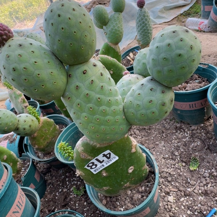 无花朵418大陨石坑习