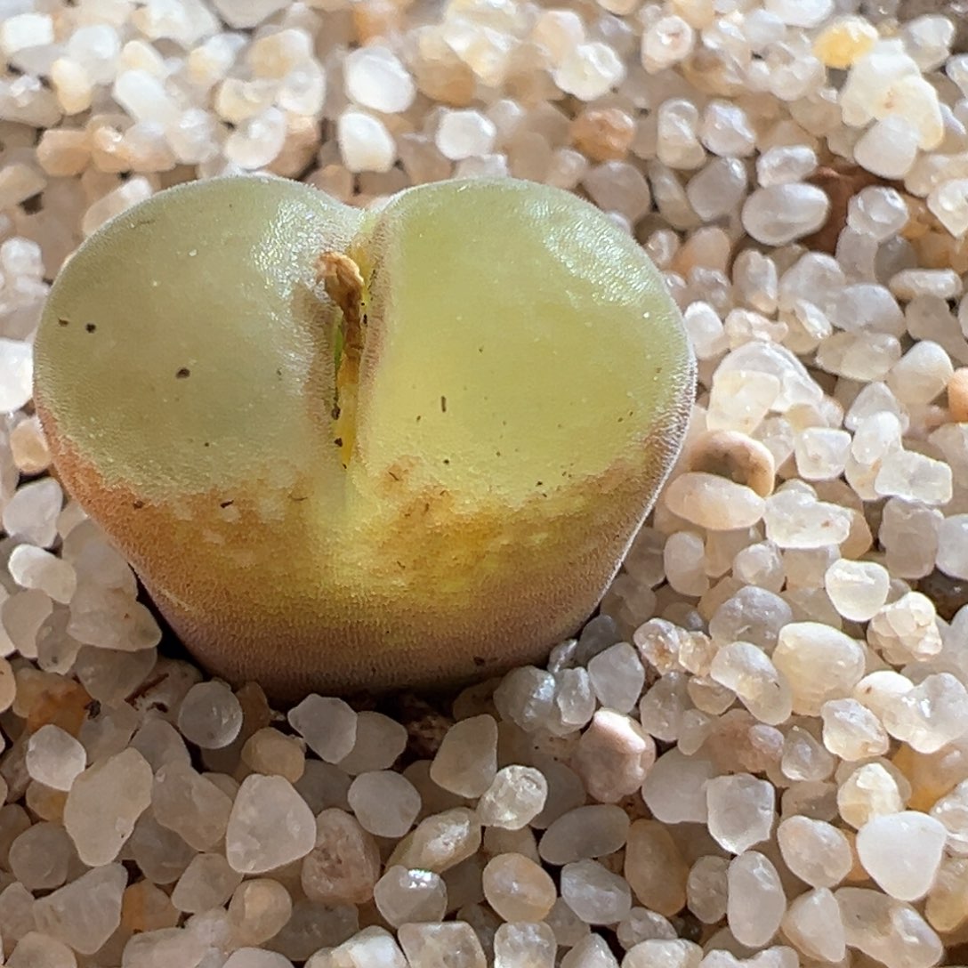 170。优选1777胭脂扣 内双头