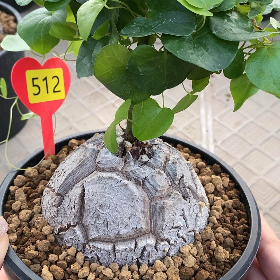 南非龟甲龙龟甲龙