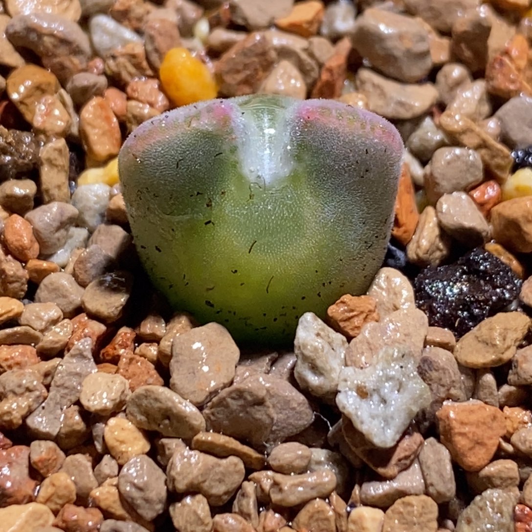 青蛙小短耳空蝉青蛙小短耳空蝉