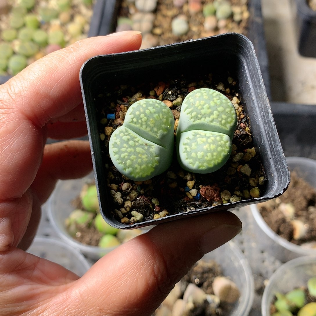 P482多肉植物保护研究所