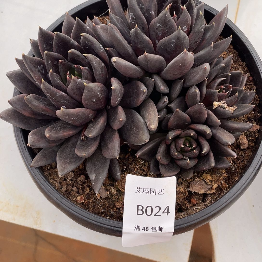 ?****1黑骑士024多肉多肉