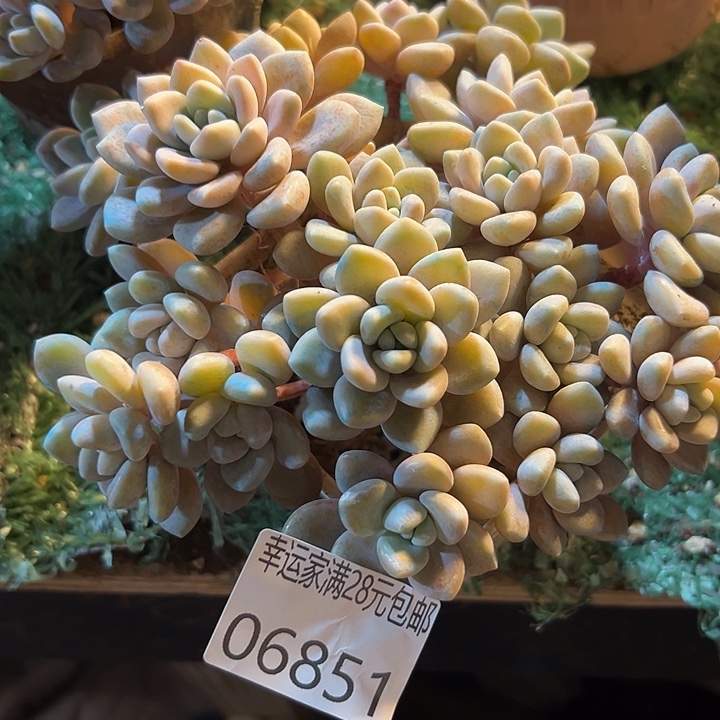 幸运的是我没有遇到过这么可爱