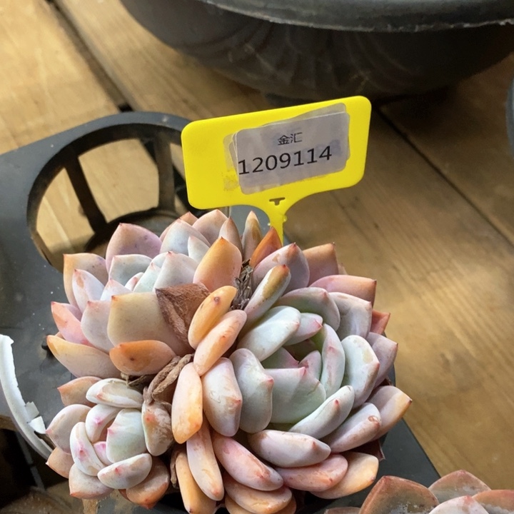 福利多多。1209114