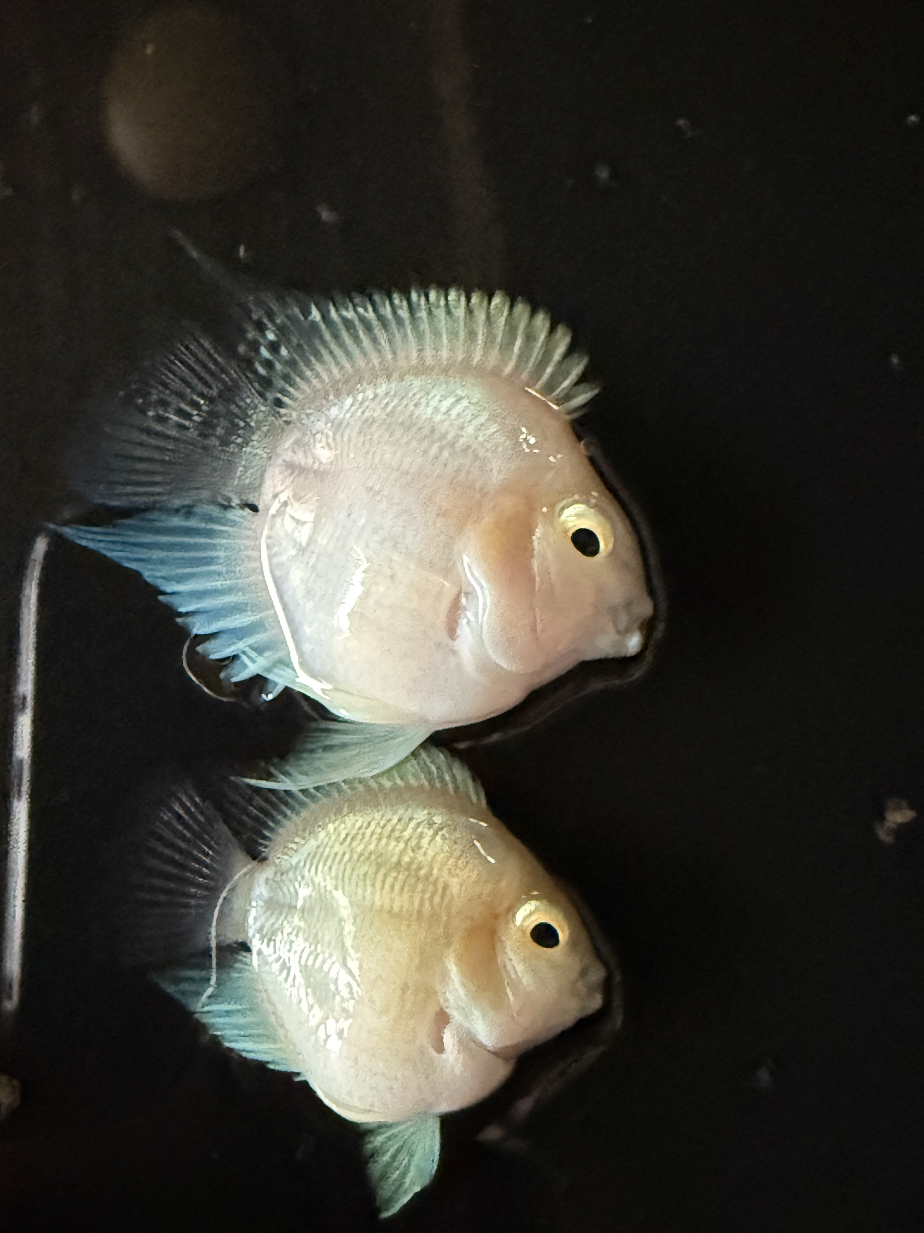 高品质桃心迷你鹦鹉鱼观赏活体热带鱼耐活好养，开箱视频报损。
