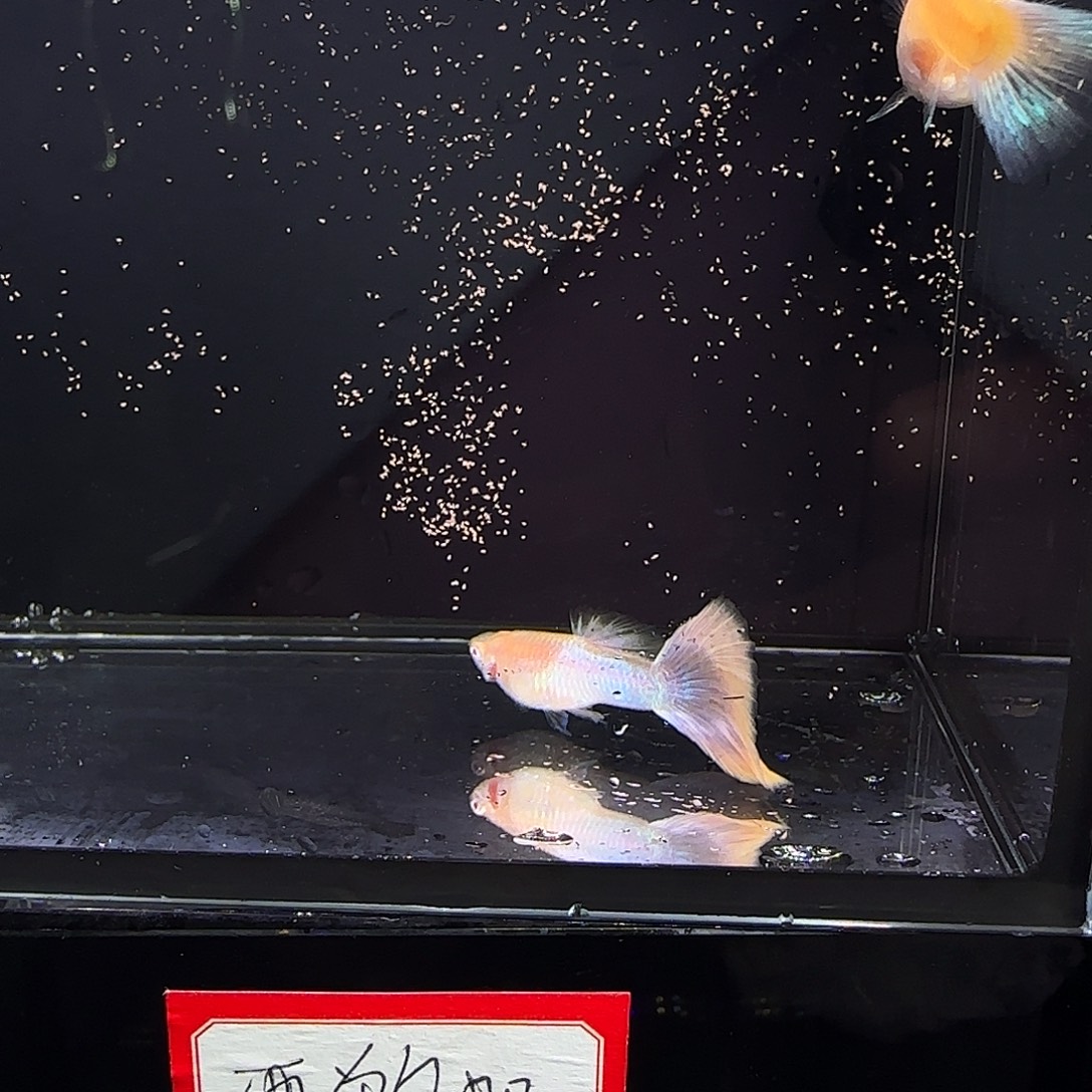 孔雀鱼拉珠利幻彩一对大