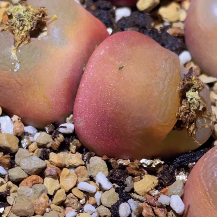 5855575588888775555555