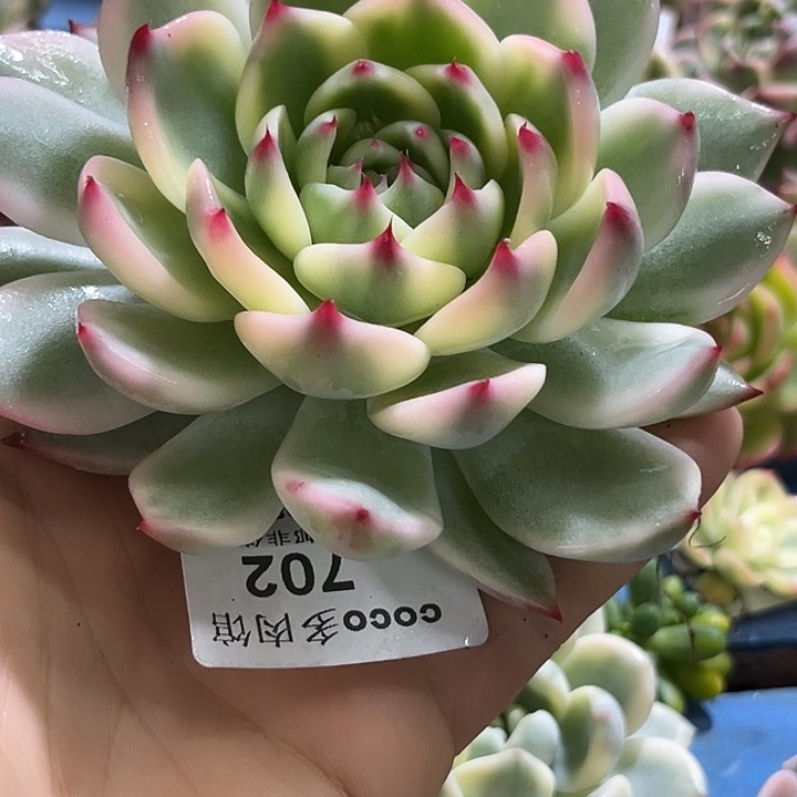 702大母本吉娃娃腹轮锦炸