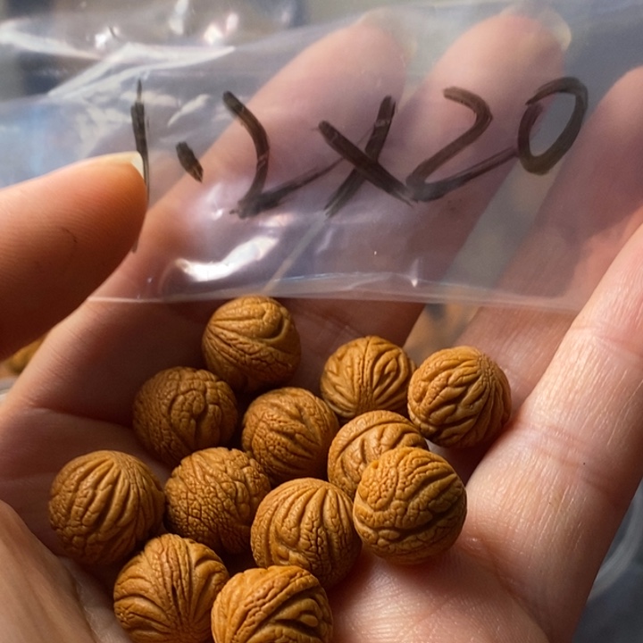 文玩核桃手串秦岭野生龙纹桃核12