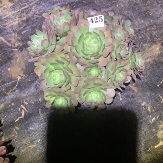 多肉植物海王425