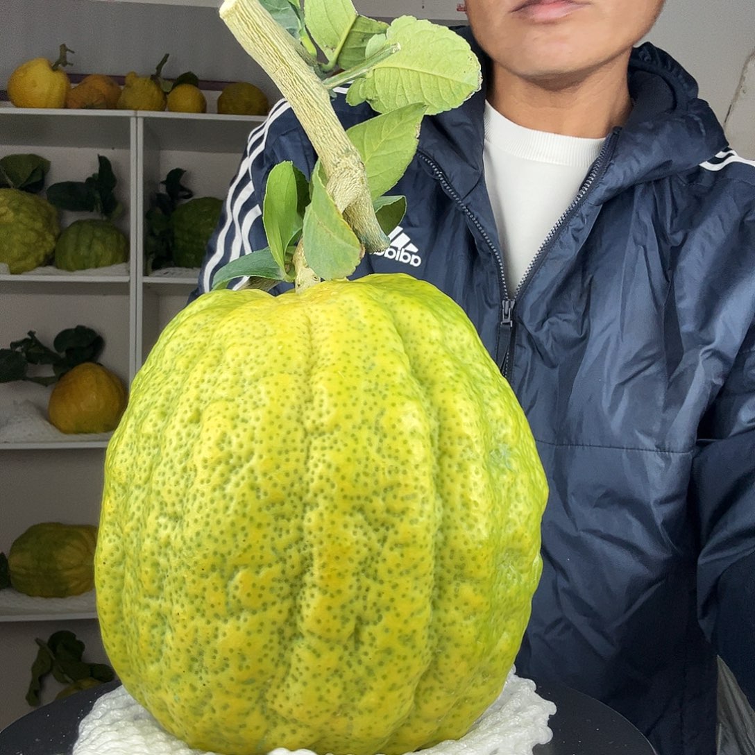 仔***莹香水柠檬云南高山大香橼