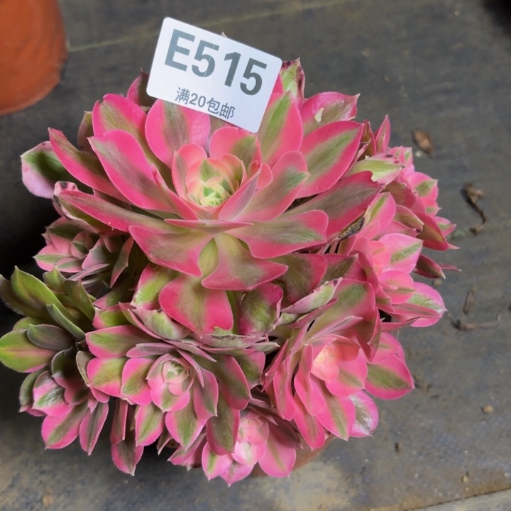 瑞妈多肉园艺。515