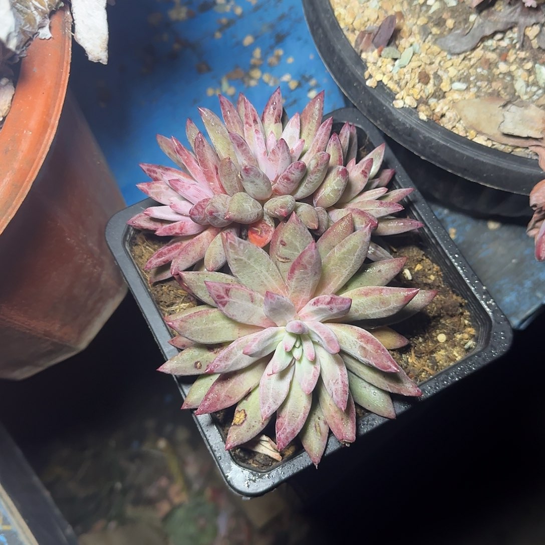 虞美人群生多肉植物