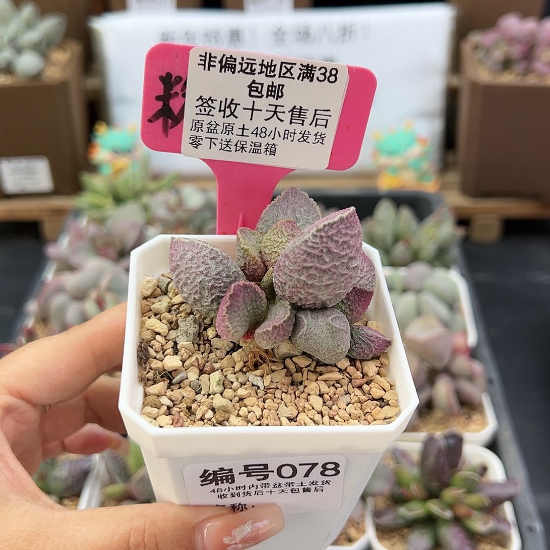 078哈默猪多肉植物