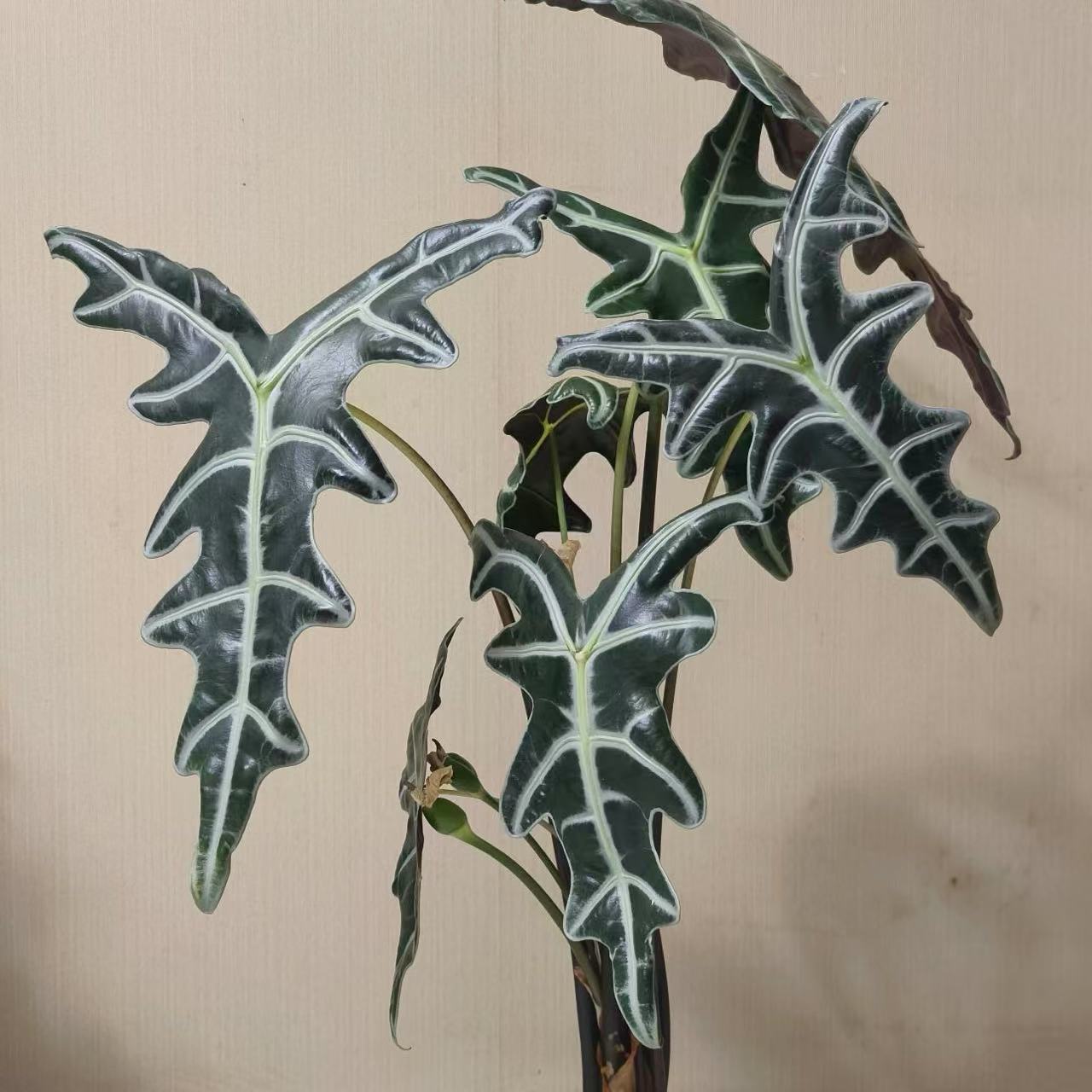 【（双株！！）诺比鱼骨海芋】原盆原土室内好养创意观叶绿植