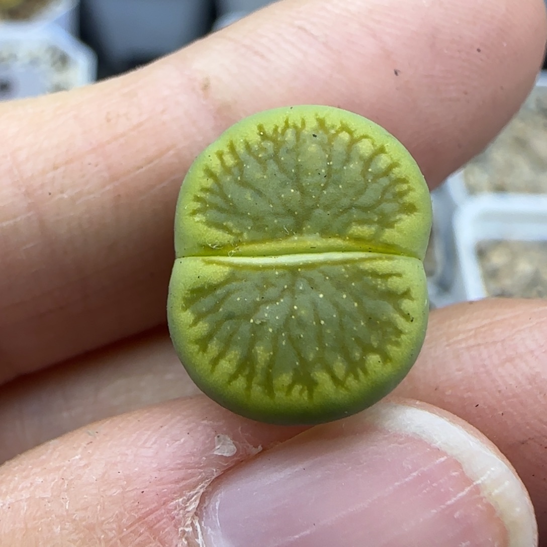 475开播福利一颗30包邮