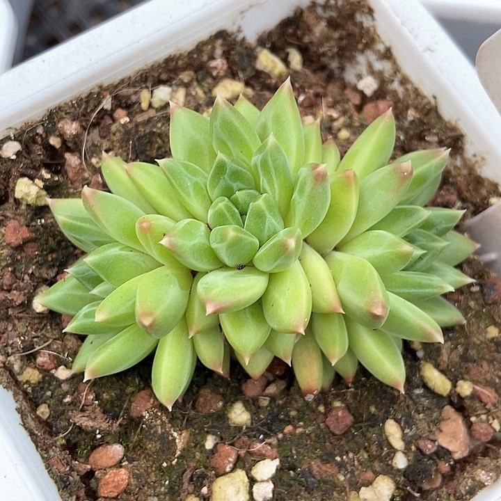 多肉植物朵朵甲骨文1000