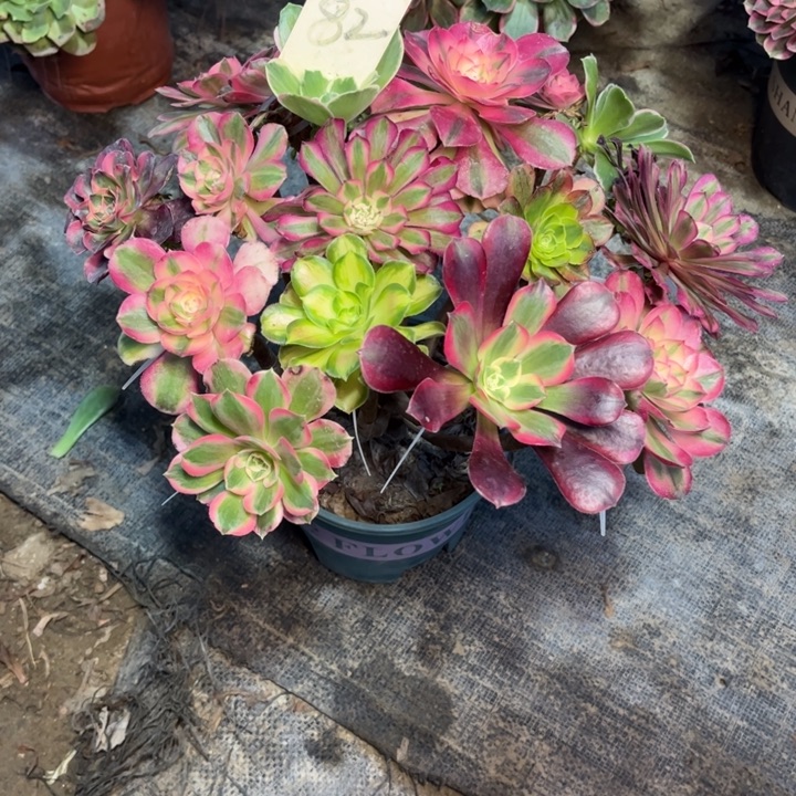 82嫁接多肉一物一拍