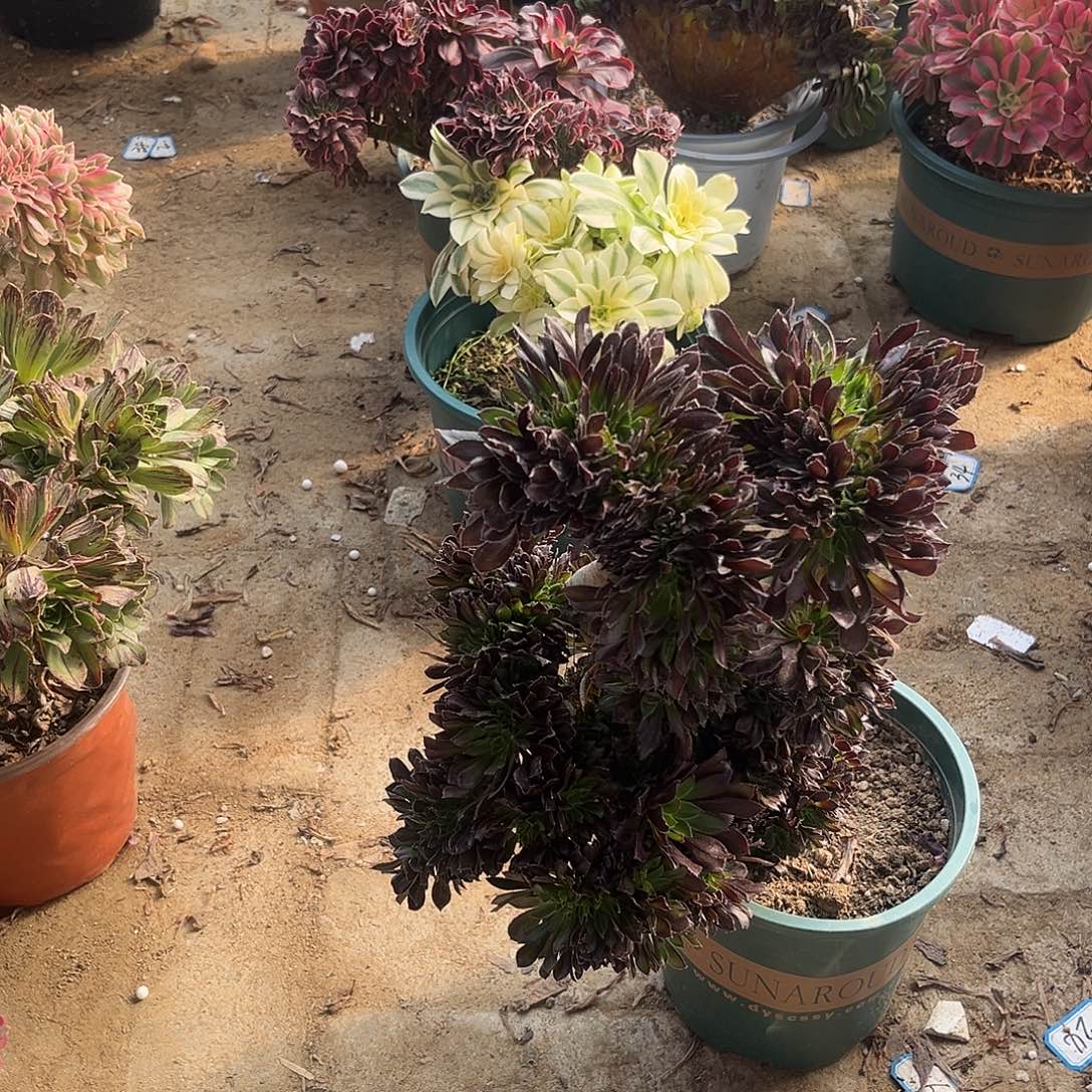 9黑法师缀化法师多肉植物