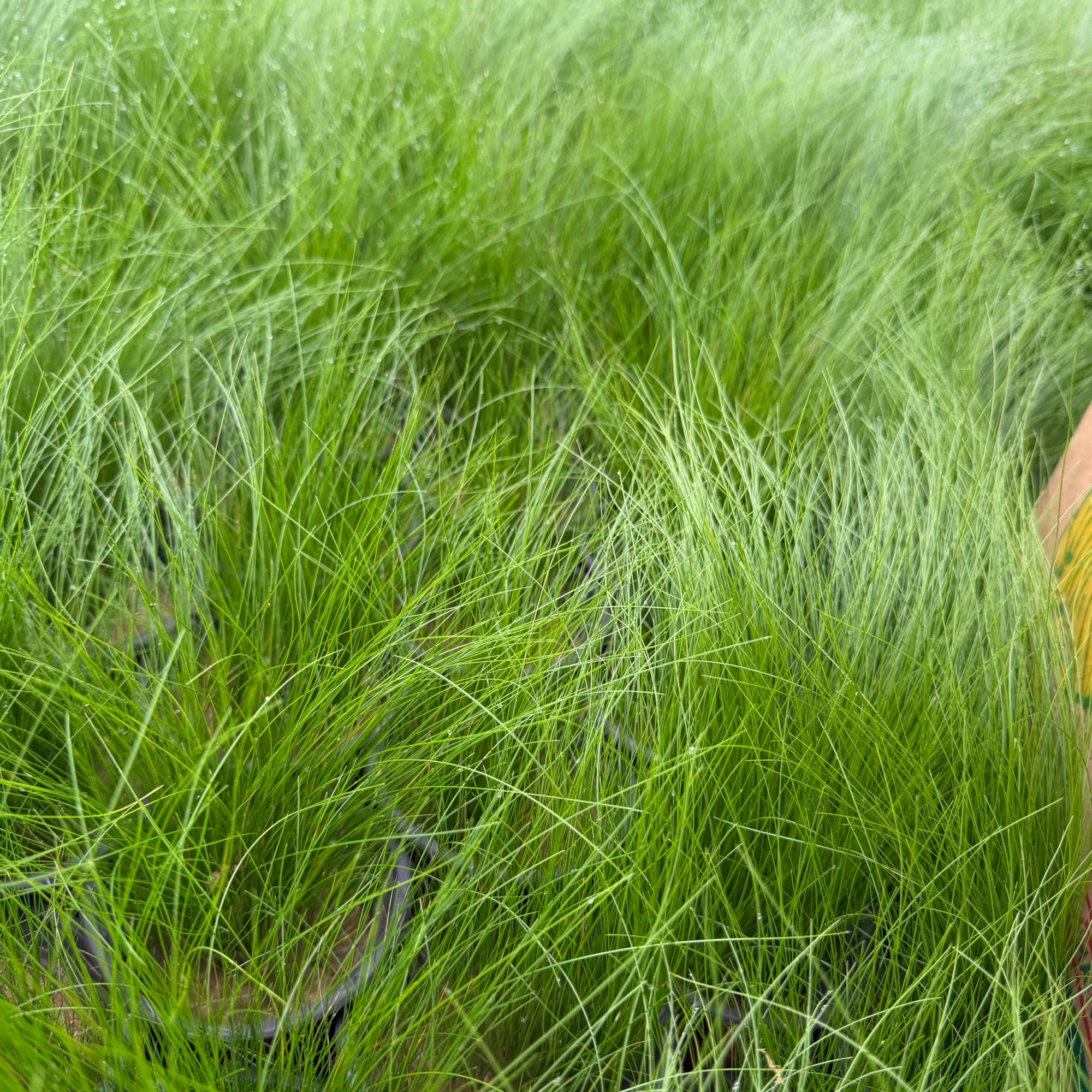 墨西哥羽毛草盆栽细叶针茅庭院阳台绿植花园布置造景户外花镜植物