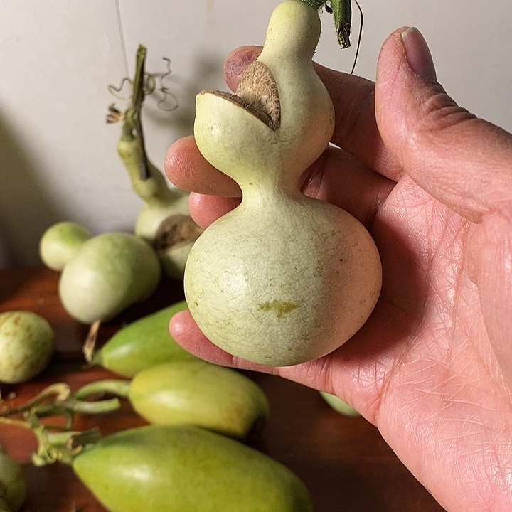 那****话青皮葫芦手把件链接