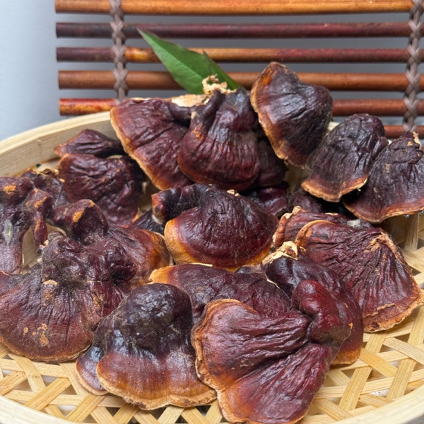 云南山地王小香灵芝