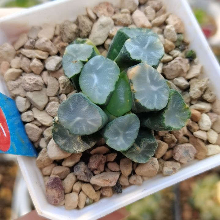 94号白瓷万象锦一物一拍带盆土发货