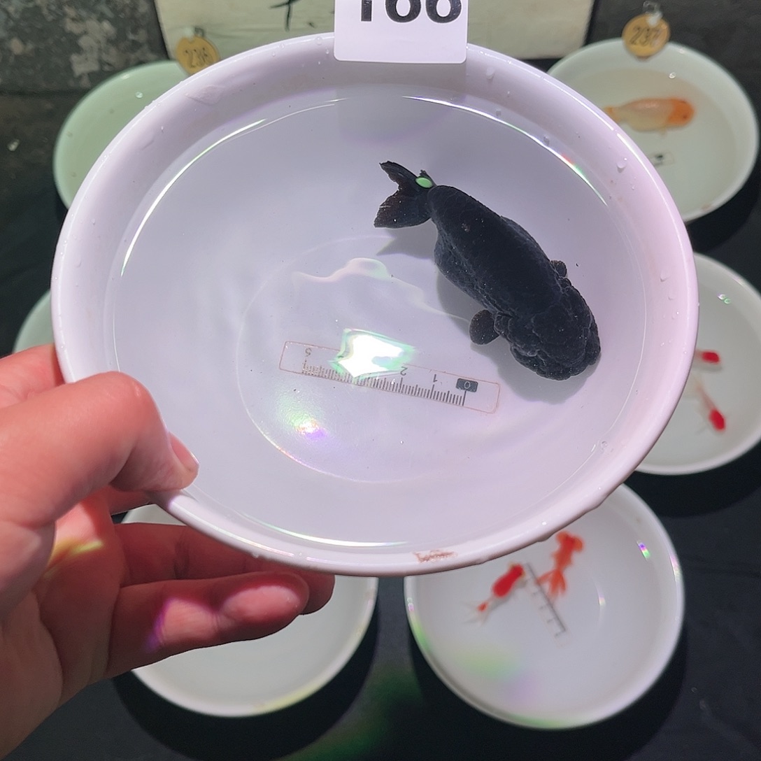 金鱼8888888888830