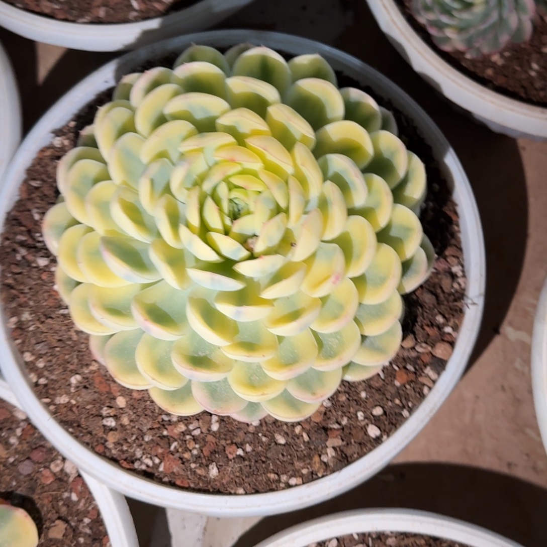 金***蓝多肉植物链接的肉肉