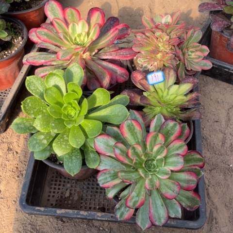 191多肉植物组合