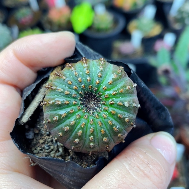 大型士童3cm 非偏远地区满25包邮仙人球