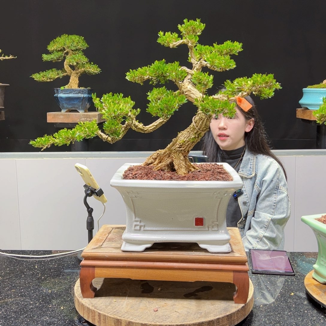 四季常青老桩黄杨盆景