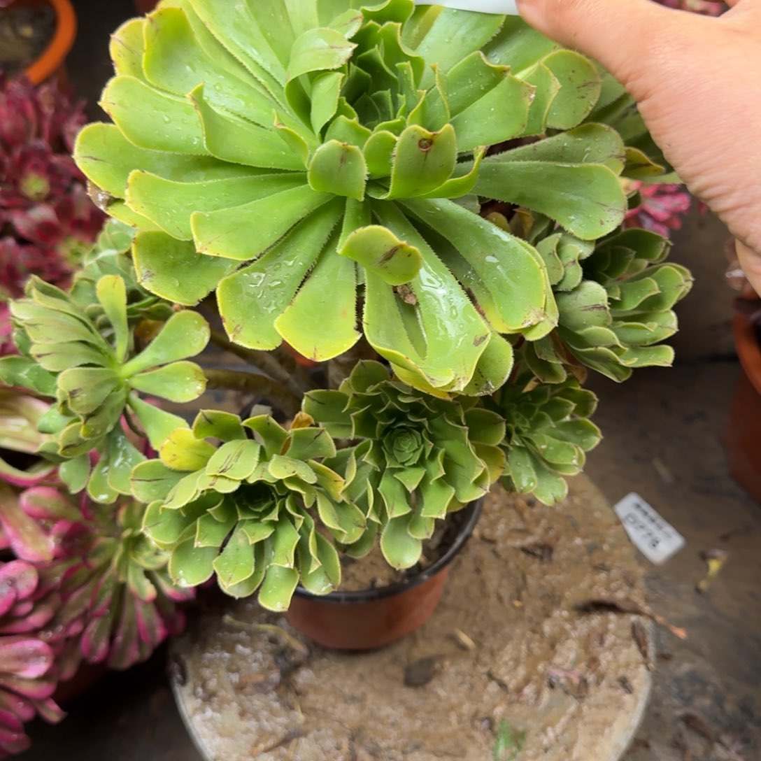 927原石绿法师多肉