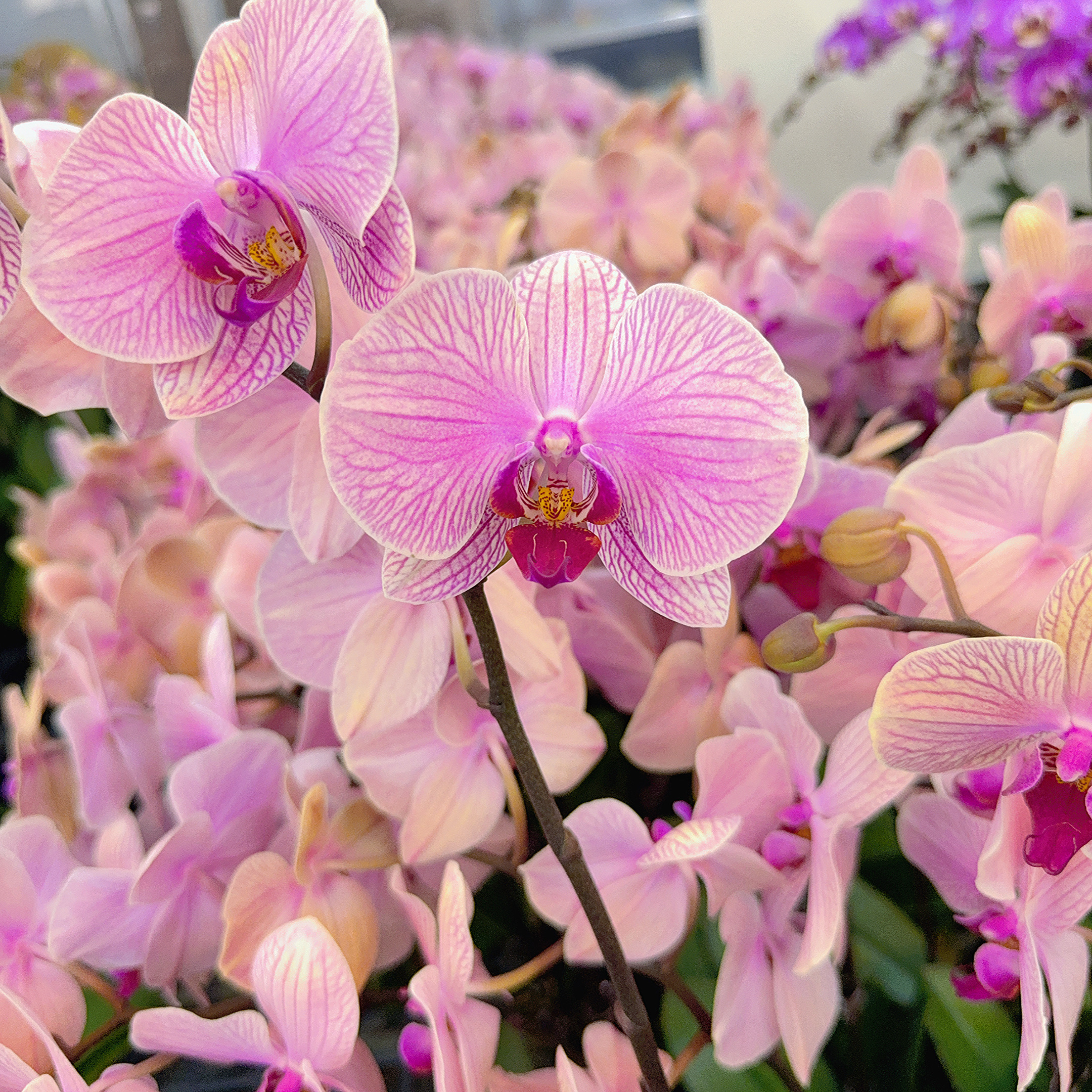 精选蝴蝶兰【旋律】紫粉色系大花室内花卉绿植长花期 基地直发 