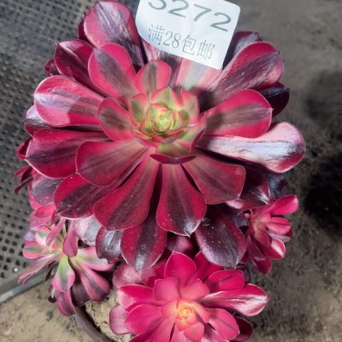 美杜莎多肉多肉5272