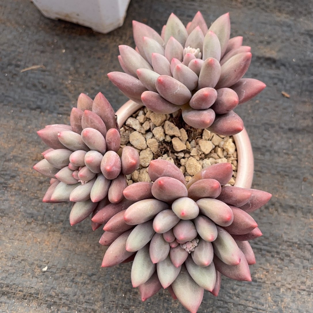 晚***禾所罗门三头宝贝专拍