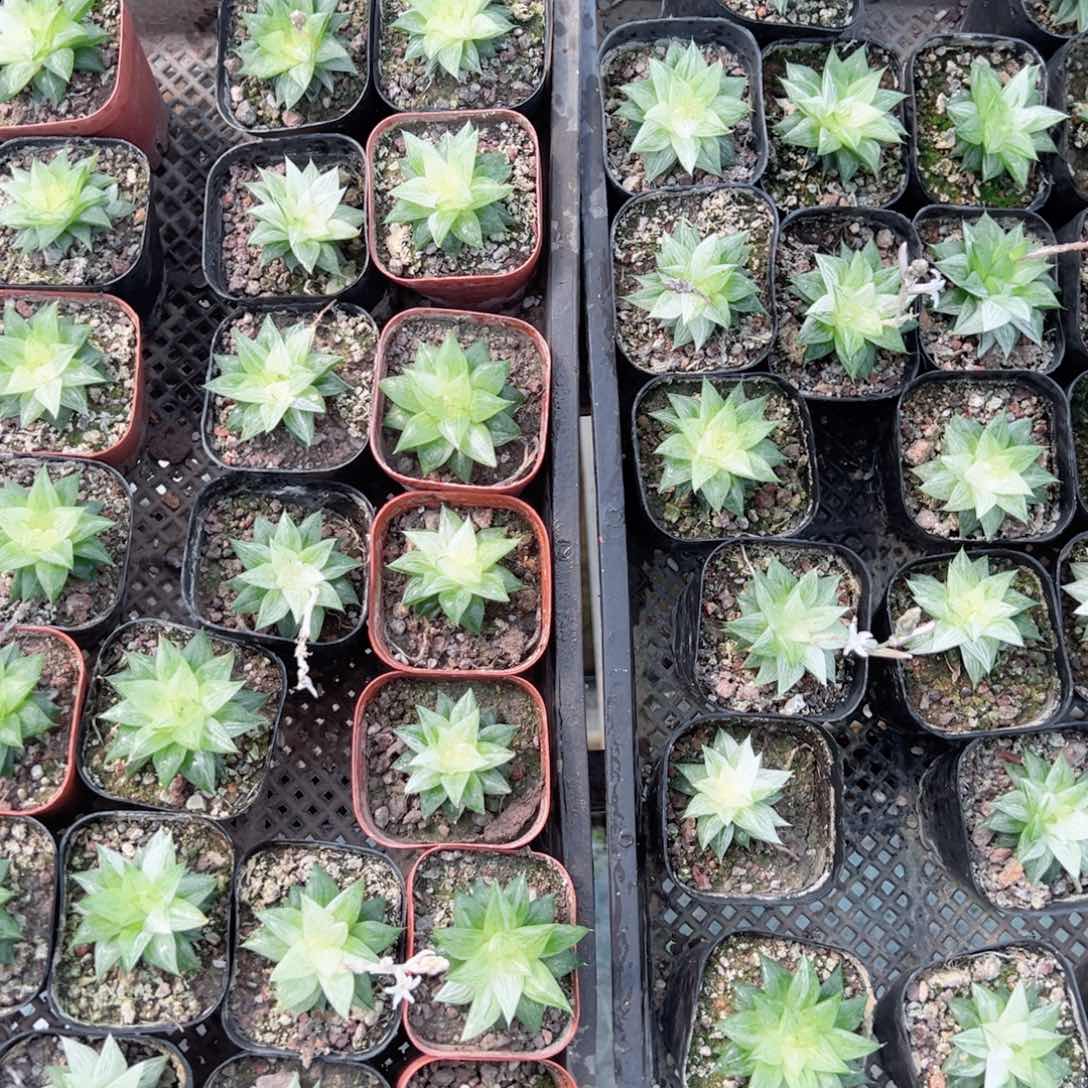 氷砂糖玉露多肉植物一颗多肉