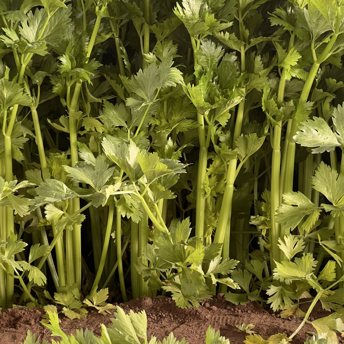 露天种植新鲜带叶小西芹可榨汁的时令蔬菜芹菜