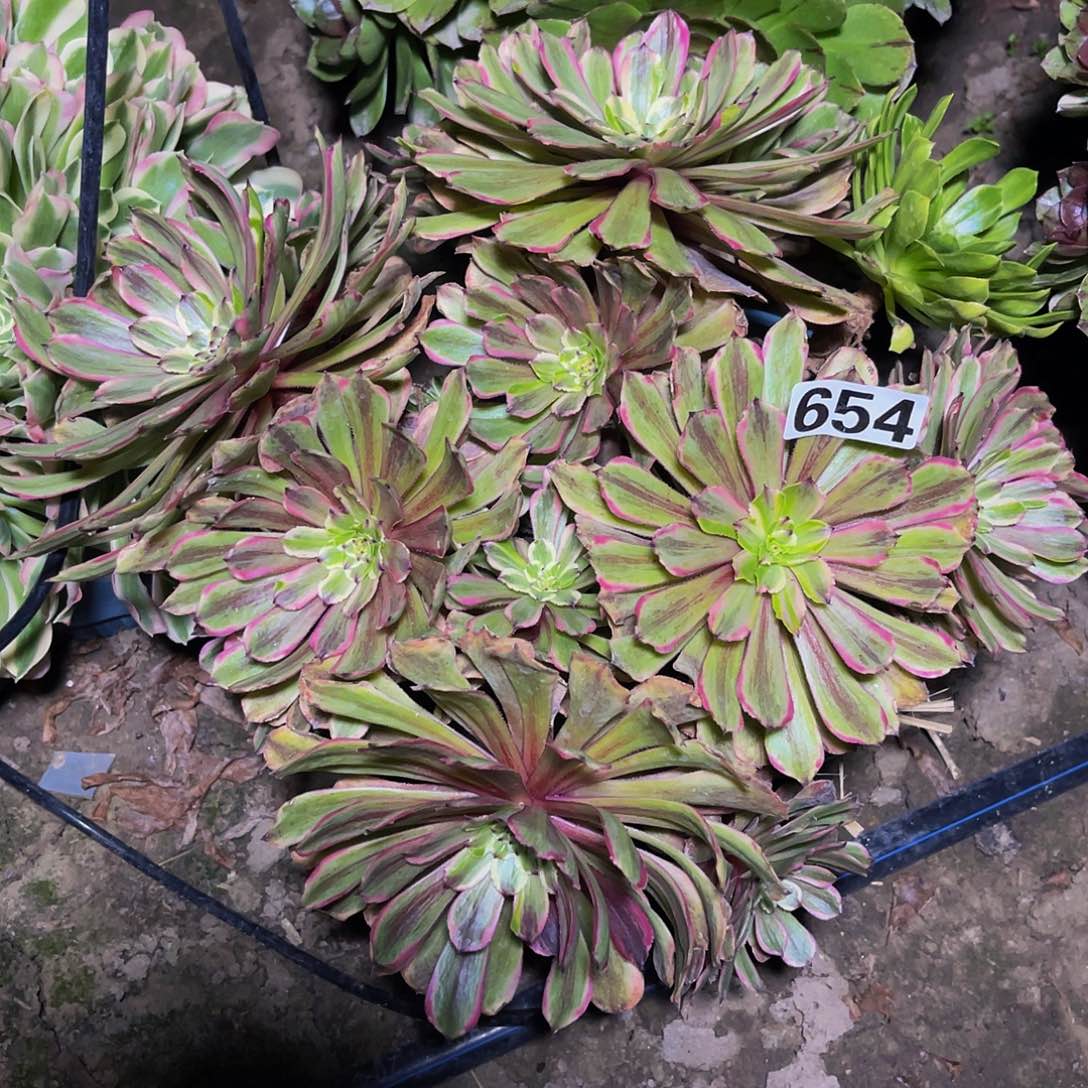 法师法师14-14包邮法师