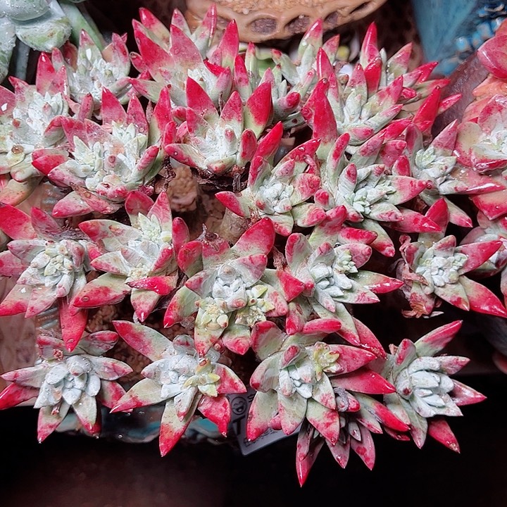 8679大圆叶苹果叶仙女杯多肉