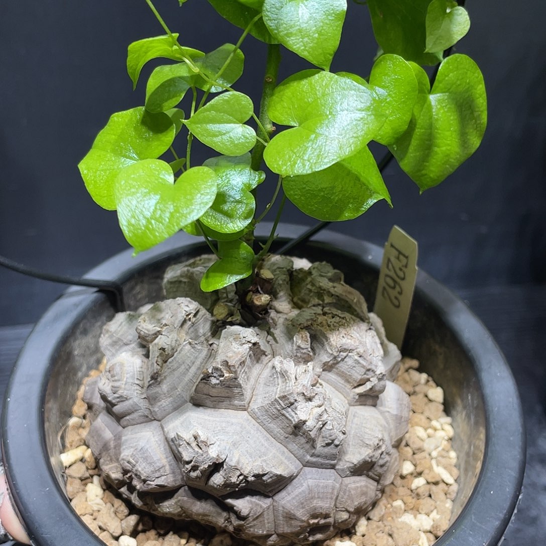 262号龟甲龙9.3公分