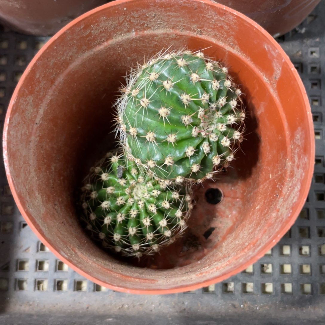 新品彩草凤羽白侧芽