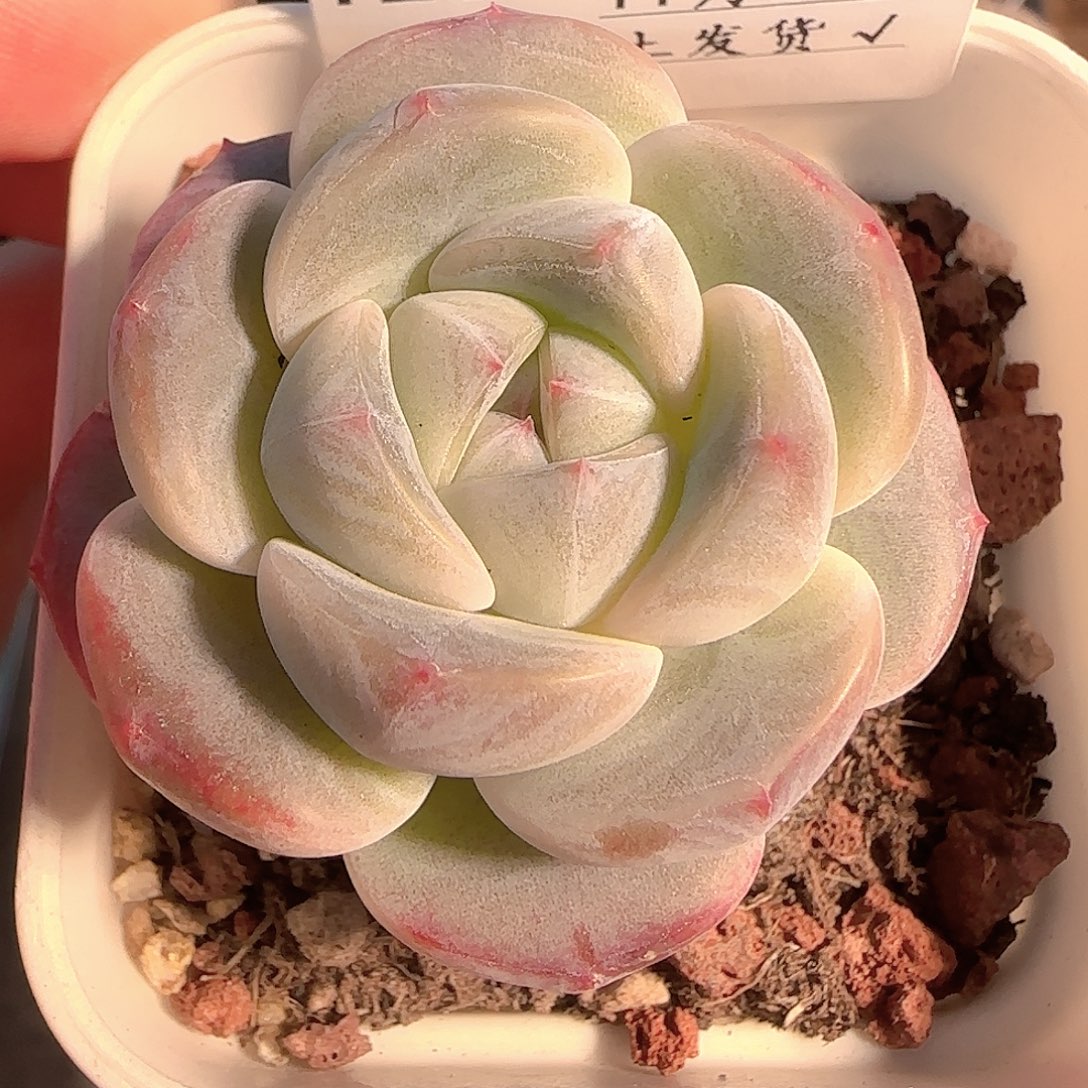 多肉1127-120福利