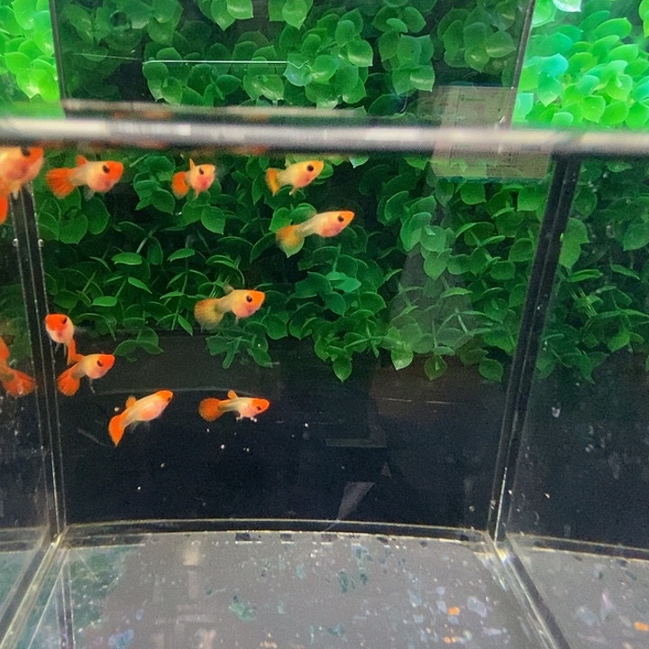 孔雀鱼黄化深海蓝玻璃猫苗11条