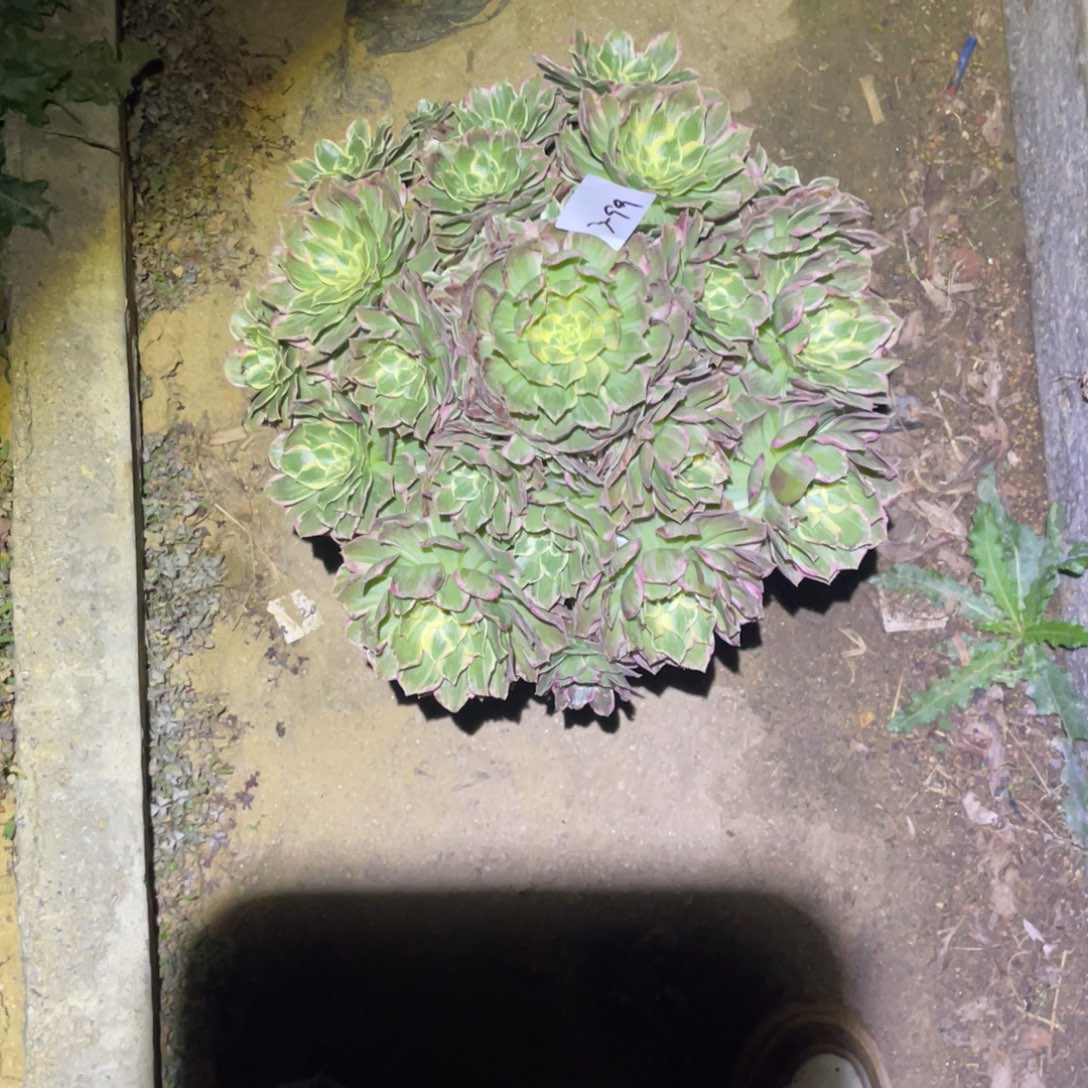 12-3-99水蜜桃法师锦