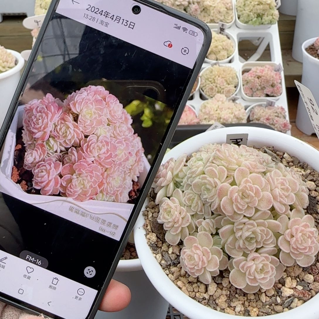 【闪购商品】0127-92（fm-16）