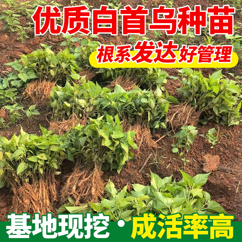优质白首乌种苗中药材白首乌产地批发提供技术支持易种植好管理