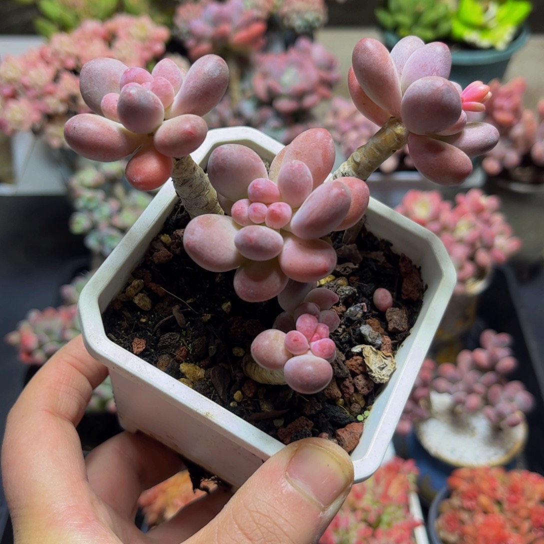 833一代苹果奶（不包整）