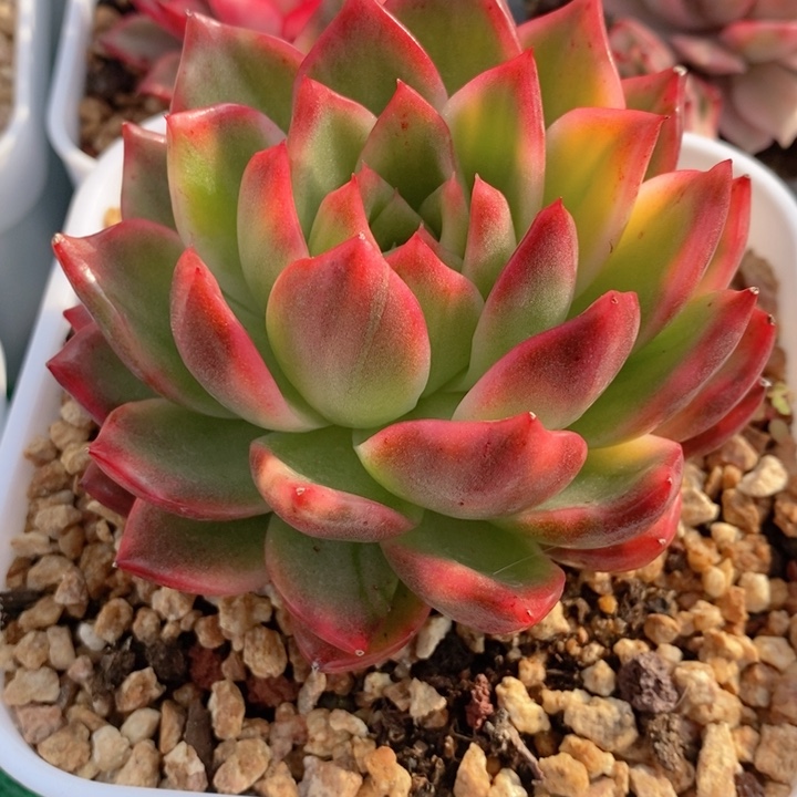 佛兰科锦多肉锦景天