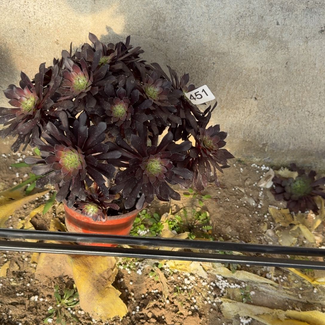 铜壶中班451号法师多肉